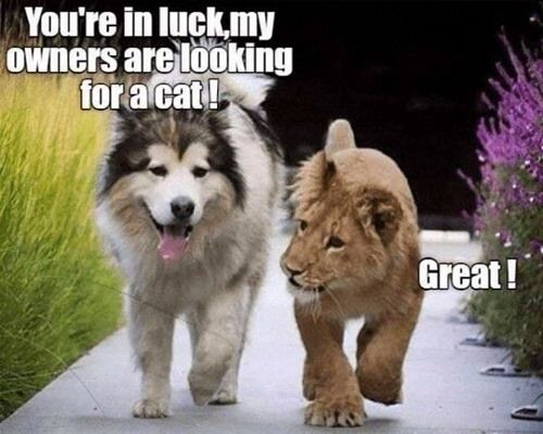 [Thumbnail for looking-for-cat.jpg]