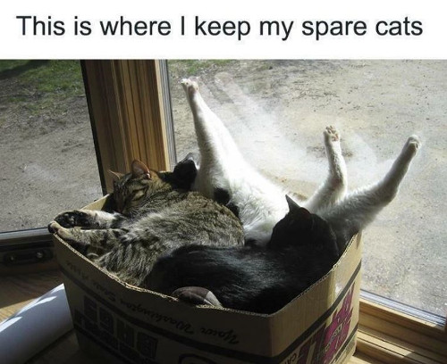 [Thumbnail for spare-cats.jpeg]