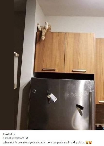 [Thumbnail for cat-storage.JPG]