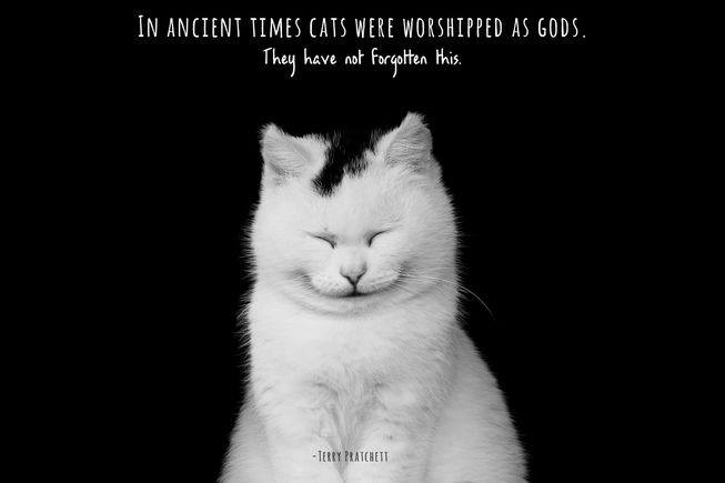 [Thumbnail for cats-are-gods-..have-not-forgotten-this.jpg]