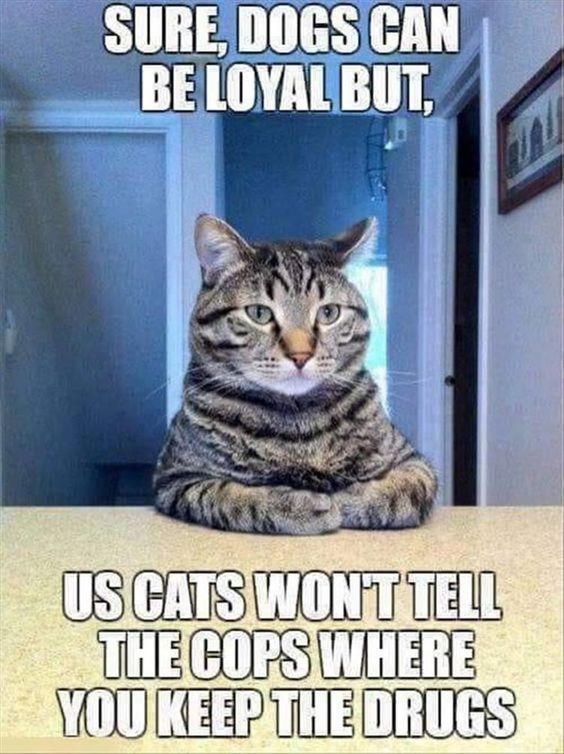 [Thumbnail for cats-won-t-tell-cops-where-drugs-your-are.jpg]
