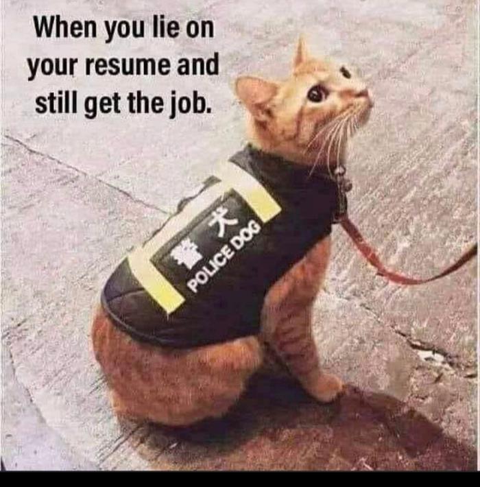 [Thumbnail for lie-on-your-resume-and-get-the-job...-police-dog.jpg]