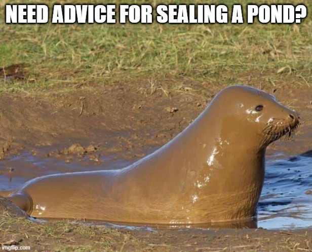 [Thumbnail for seal-a-pond.jpg]