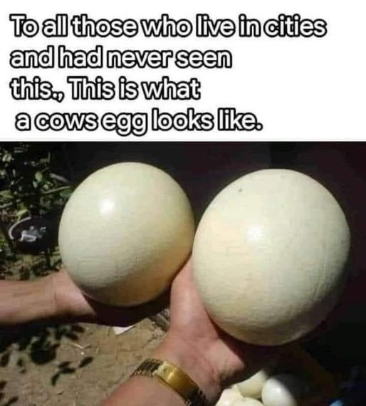 [Thumbnail for cows-eggs.jpg]