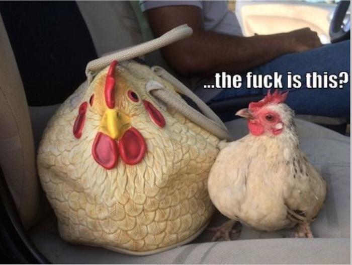 [Thumbnail for chicken-handbag-u.jpg]