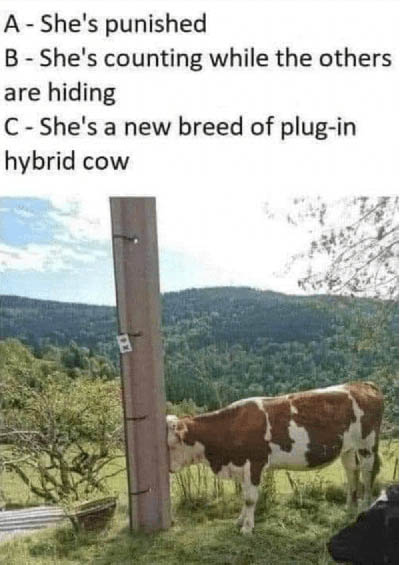 [Thumbnail for why-cow.jpg]