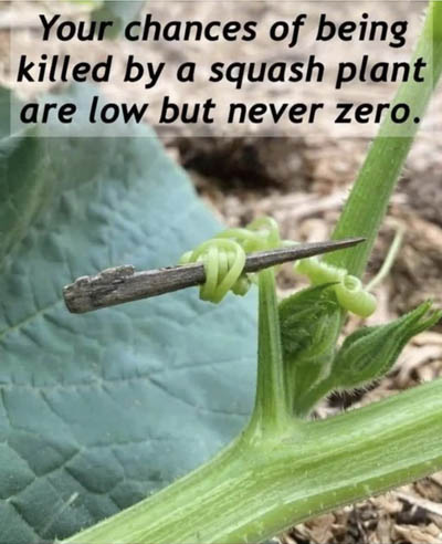 [Thumbnail for killer-squash.jpg]