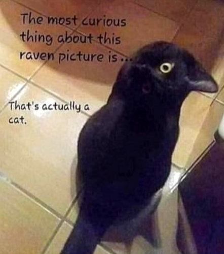 [Thumbnail for raven-or.jpg]