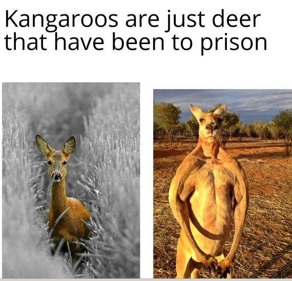 [Thumbnail for Kagaroos-been-to-prison.jpg]