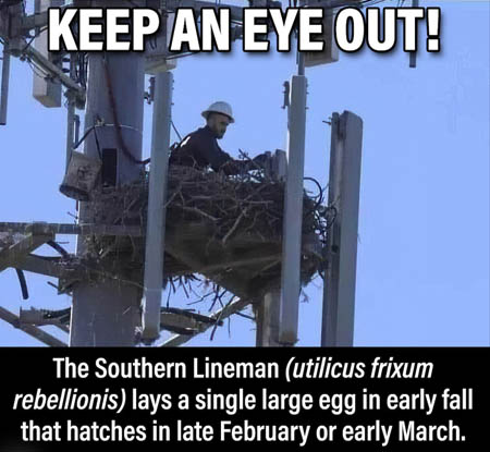 [Thumbnail for lineman-nest.jpg]