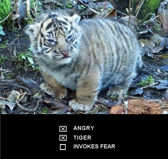 tiger meme