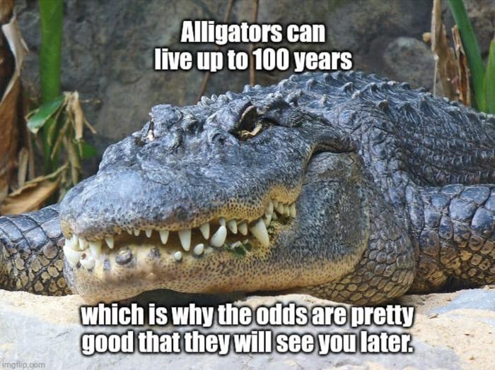 alligator later meme