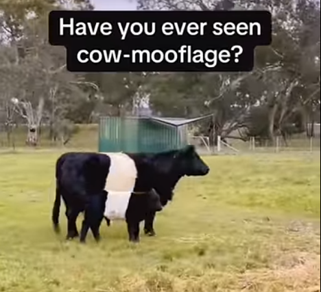 [Thumbnail for cowmooflage.PNG]