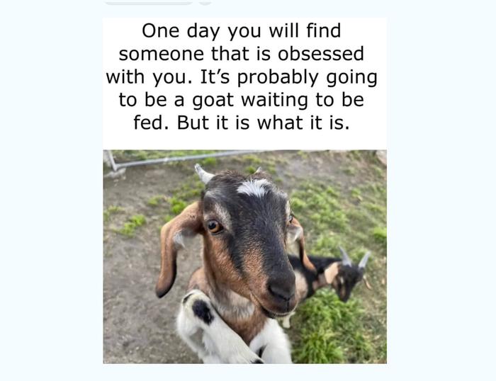 A meme with a cute goat