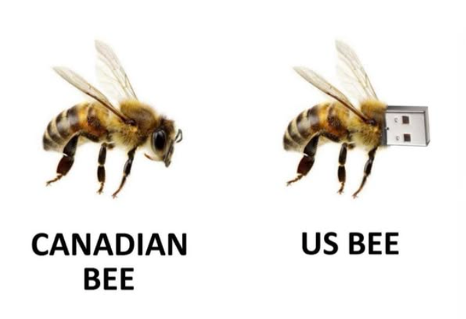 Canadian Bee vs USBee
