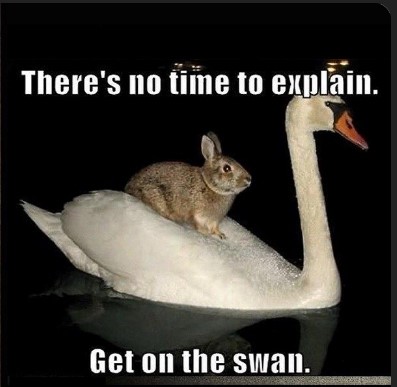 [Thumbnail for the-swan.jpg]