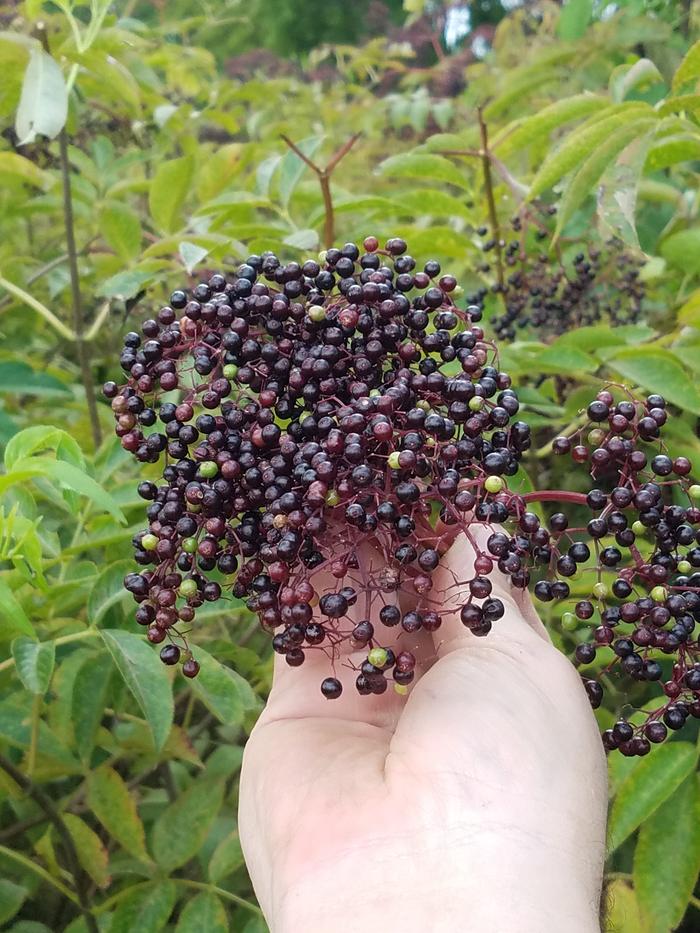 Ripe Elder Berries