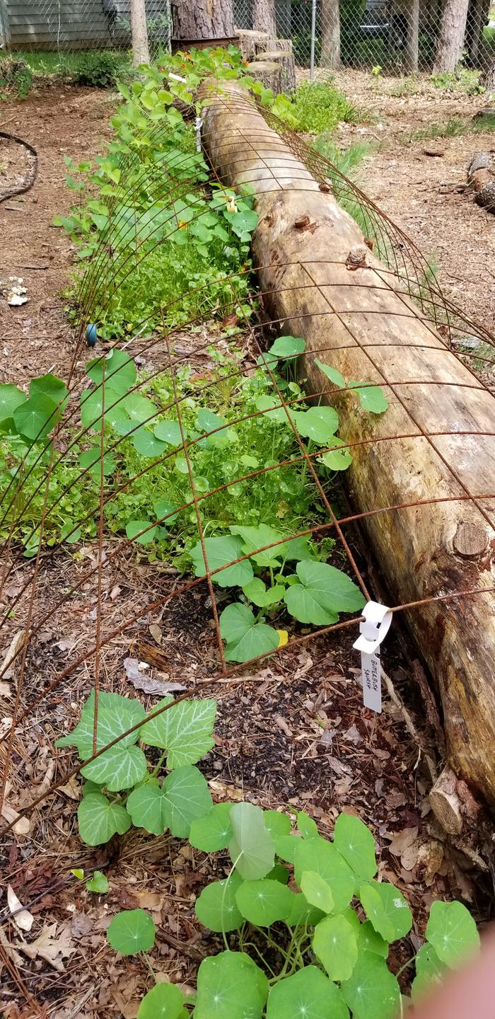 Eyesore pine log that needs a permanent cover