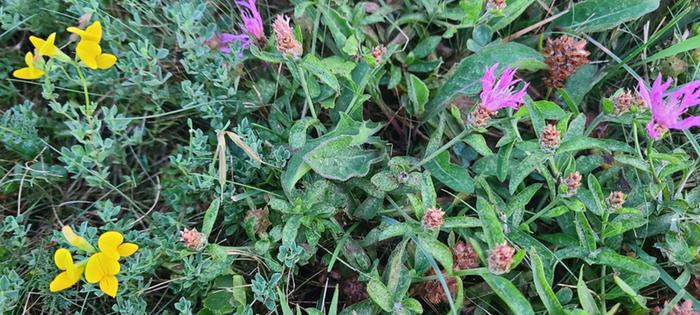 Both flowering plants together. 