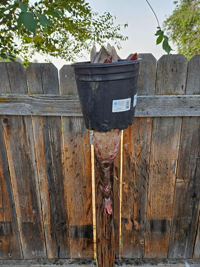 We used a "cone" or a bucket with a hole cut in the bottom. I sliced the jugular veins on either side of the neck, and held him head-down to bleed out. Otherwise, he would have leaped out.