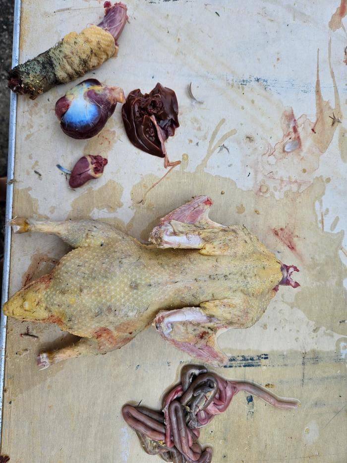 After a hot water bath, plucking wasn't tough. It just took forever! Here I have the liver, gizzard, and heart on one side of the duck, intestines/lungs/other grisly bits on the other