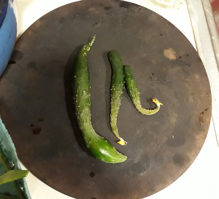 Cucumbers from wilted vine