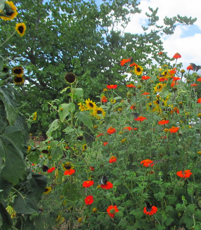 butterfly garden