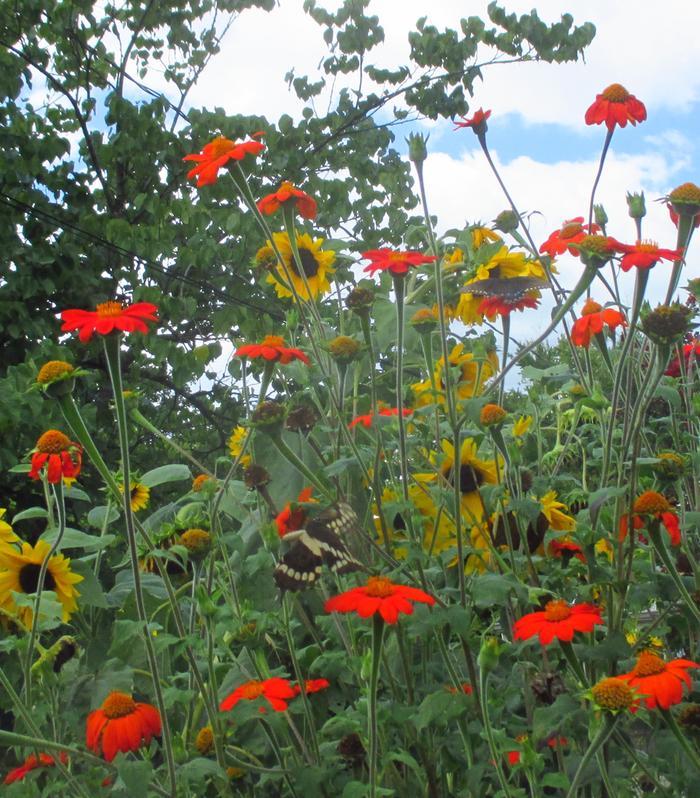 butterfly garden