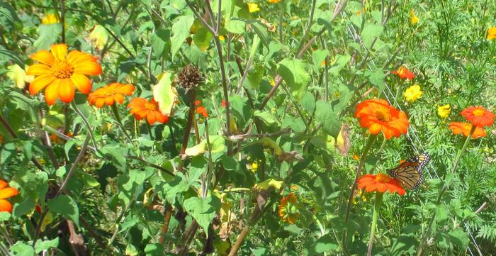 butterfly garden