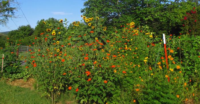 butterfly garden