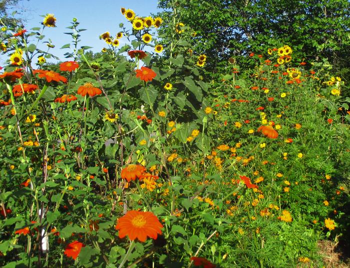 butterfly garden