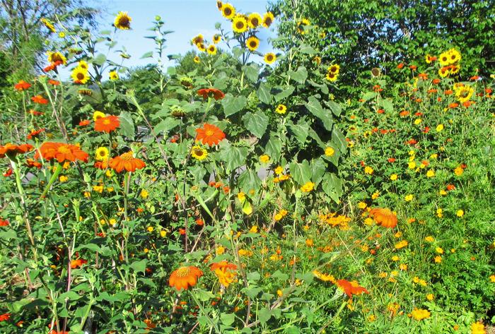 butterfly garden