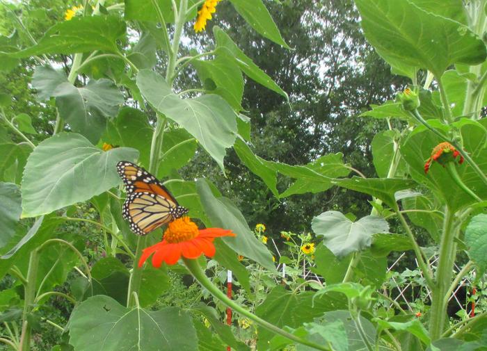 butterfly garden