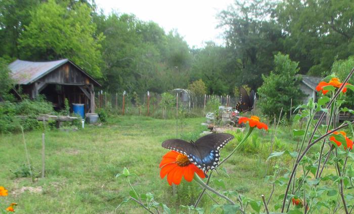 butterfly garden