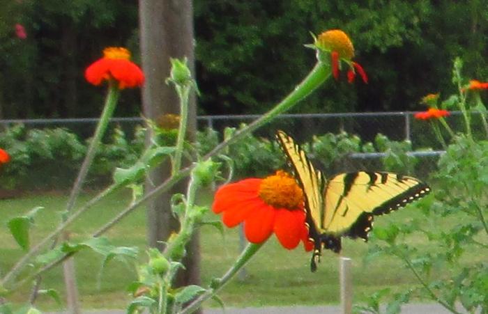 butterfly garden