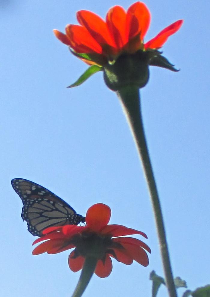 butterfly garden