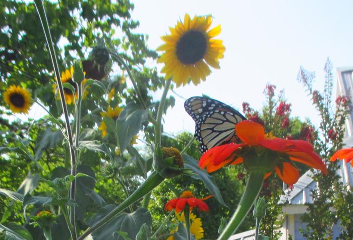 butterfly garden