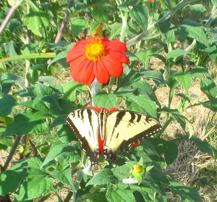 butterfly garden