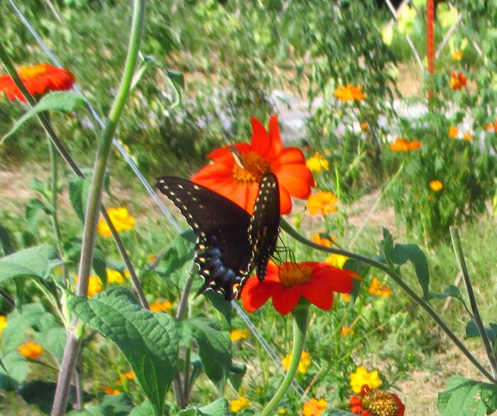 butterfly garden