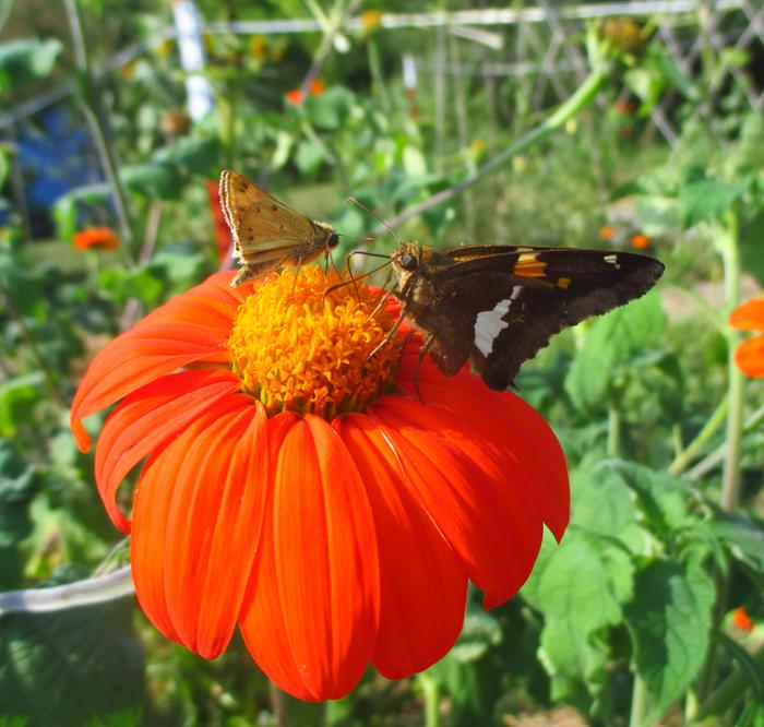 butterfly garden