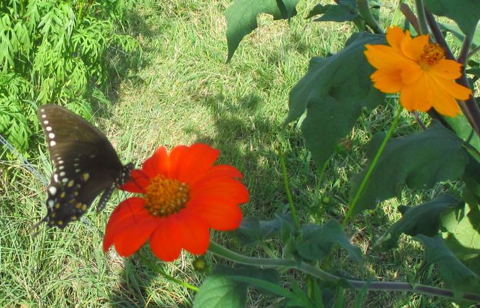 butterfly garden