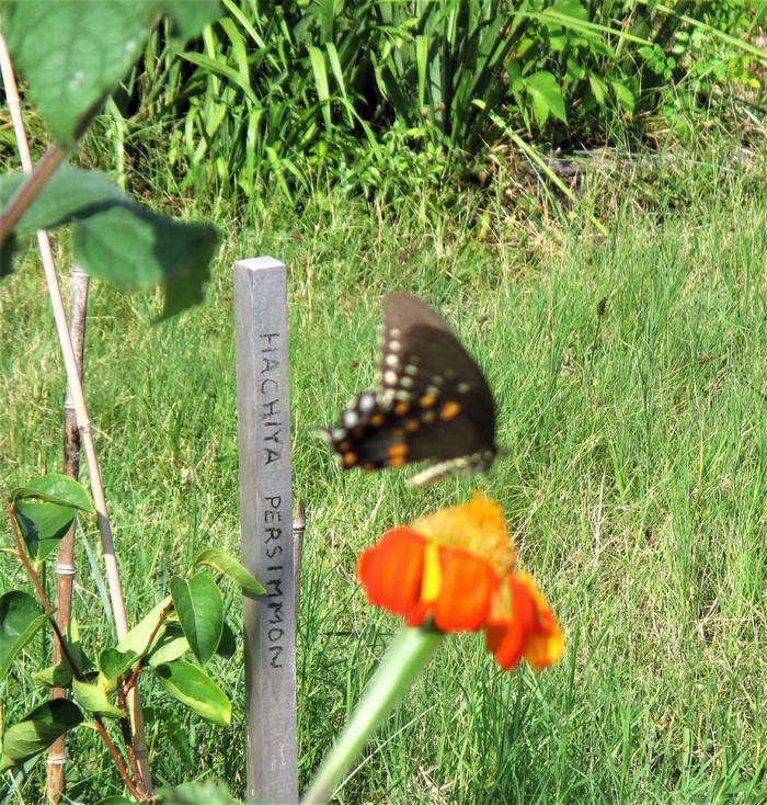 butterfly garden