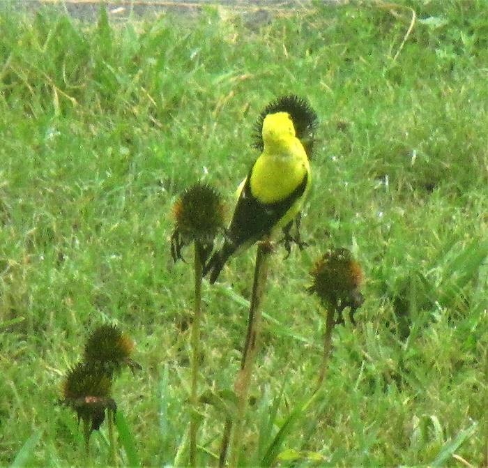 goldfinch eating echinacea seed