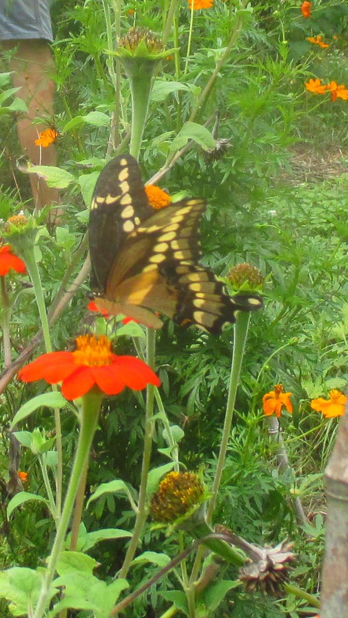 giant swallowtail