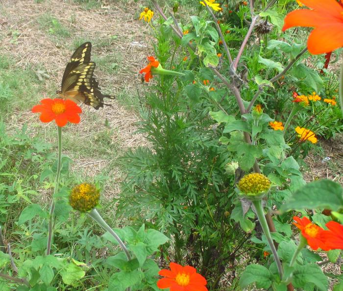 giant swallowtail