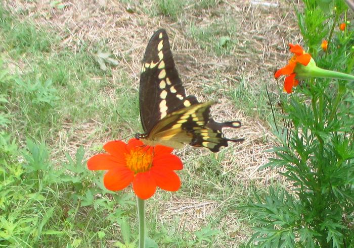 giant swallowtail