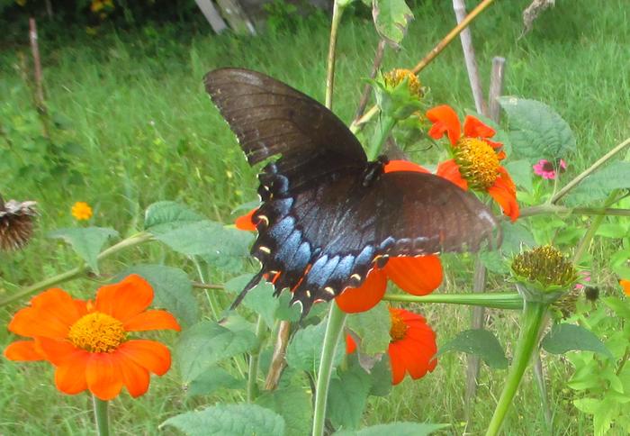 Pipevine Swallowtail