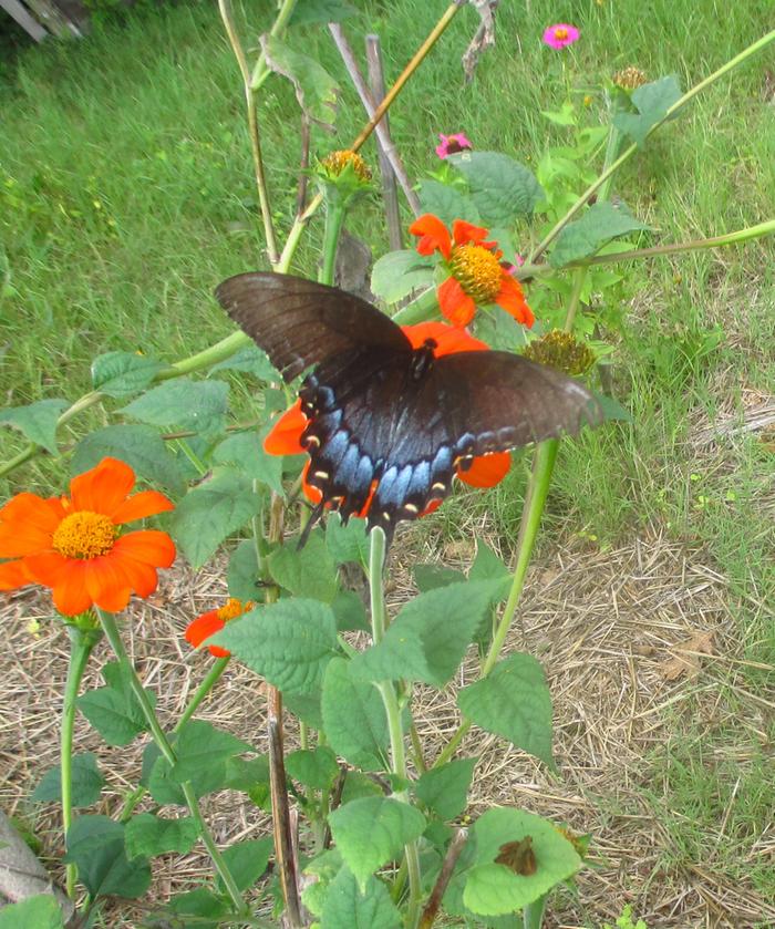 Pipevine Swallowtail