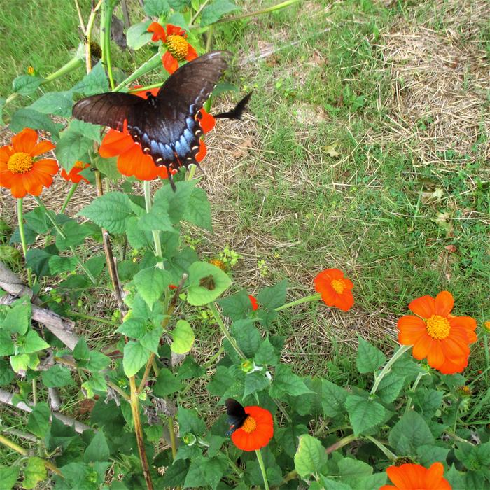 Pipevine Swallowtail