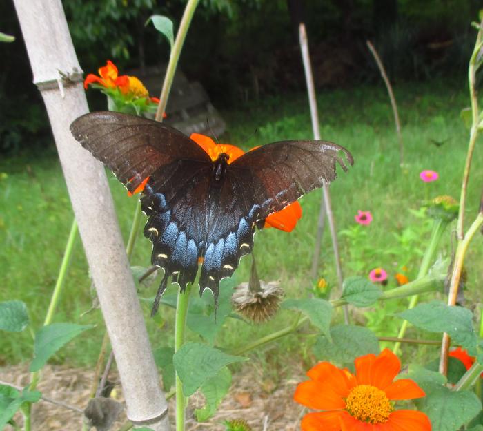 Pipevine Swallowtail